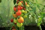 Beautiful red ripe tomatoes grown in a greenhouse. Fresh ripe red tomatoes plant growth in organic greenhouse