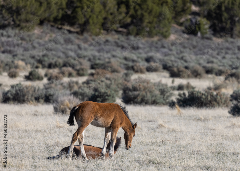 Naklejka premium Wild Horse Foal in the Utah Desert