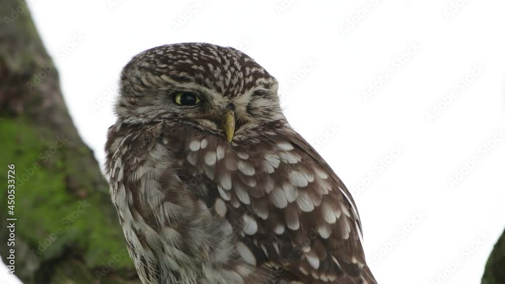 Little owl sits in a tree and watch, head portrait, summer, (athene noctua), germany Little owl sits in a tree and watch, head portrait, summer, (athene noctua), germany