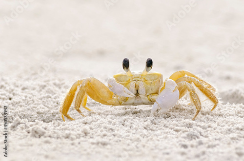 Ghost Crab on sandy beach