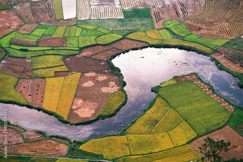 rice field 