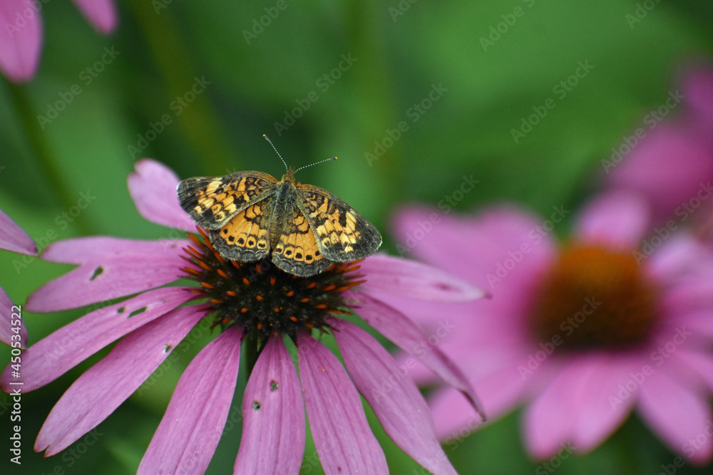 Pearl Crescent butterfly Phyciodes tharos feeding on Purple Coneflower Echinacea purpurea Pearl Crescent butterfly Phyciodes tharos feeding on Purple Coneflower Echinacea purpurea