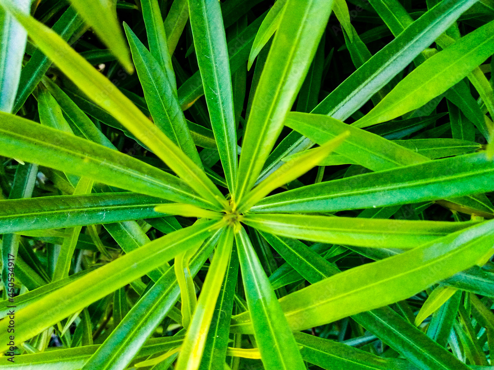 green grass background green grass background