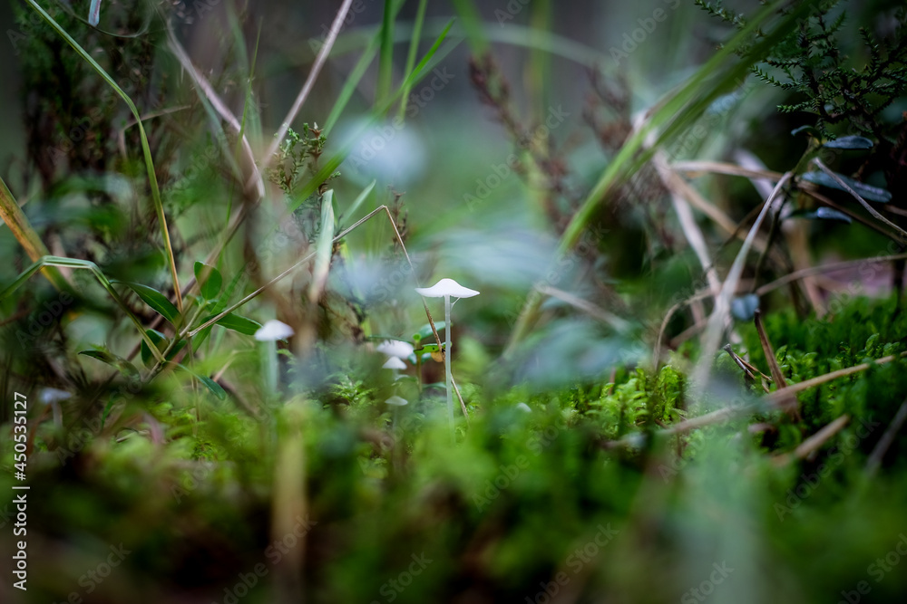 Mushrooms and moss, small mushrooms on the forest ground. Defocused