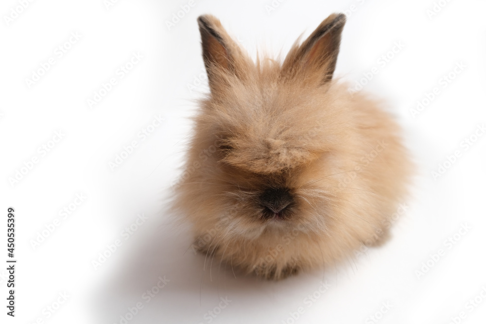 Cute fluffy ginger bunny, rabbit. Cute fluffy ginger bunny, rabbit.