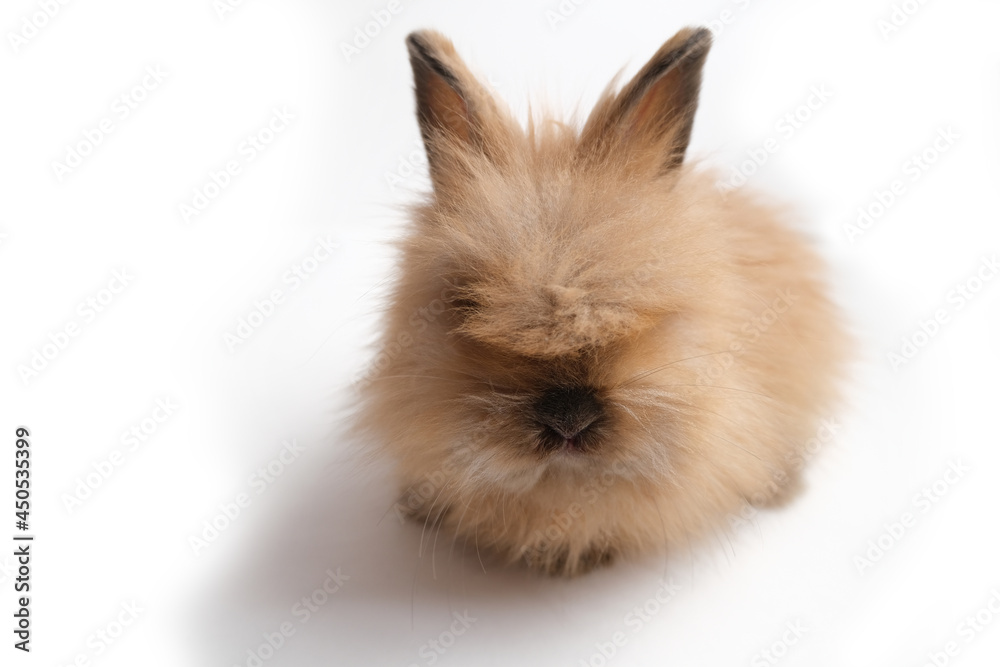 Cute fluffy ginger bunny, rabbit.