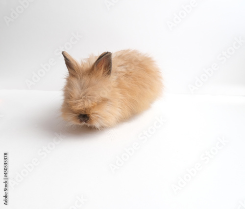 Cute fluffy ginger bunny, rabbit.