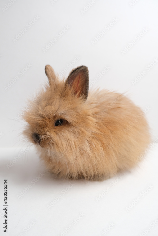 Cute fluffy ginger bunny, rabbit. Cute fluffy ginger bunny, rabbit.