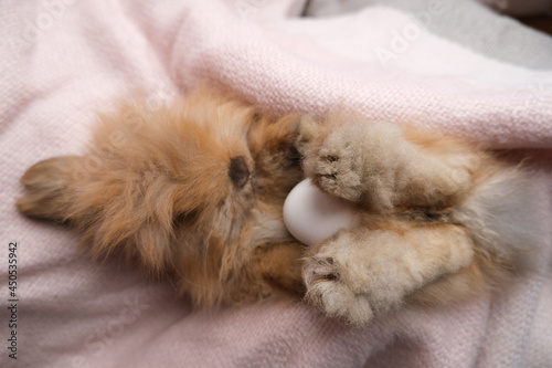 Cute ginger  adorable bunny, rabbit. © Oksava