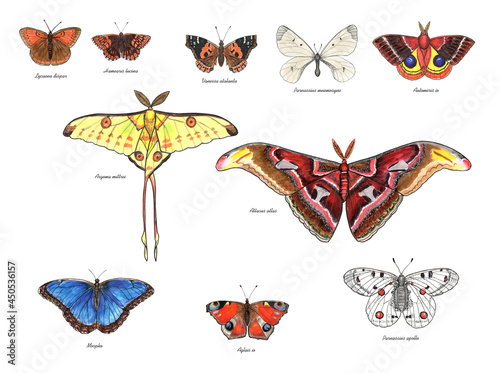 Butterflies with their latin names. Apollo, Atlas Moth, the Duke of Burgundy, Cloud Apollo, Large Copper, Lo Moth, Comet Moth, Morpho,  Peacock Butterfly, Red Admiral. Live trace of marker sketch set