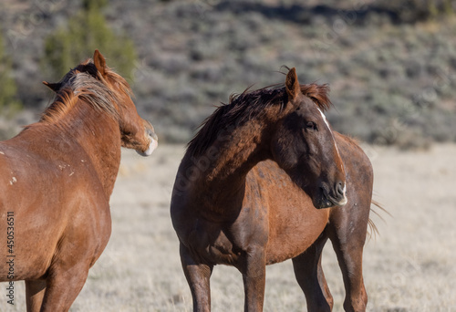 Wild Horse Stallions in the Utah Desert