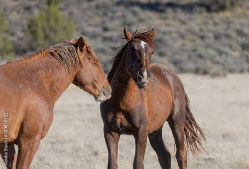 Fototapeta Naklejka Na Ścianę i Meble -  Wild Horse Stallions in the Utah Desert