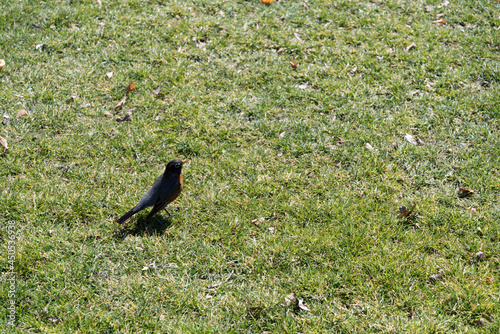 raven on the grass