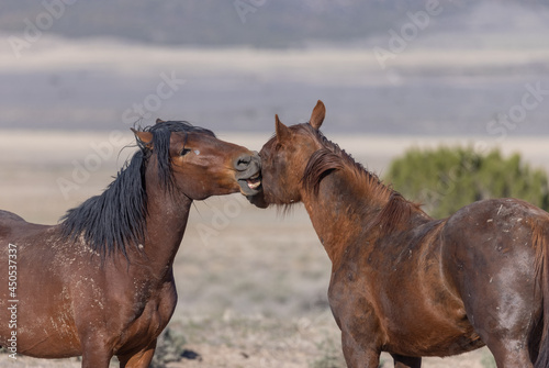 Wild Horse Stallions in the Utah Desert