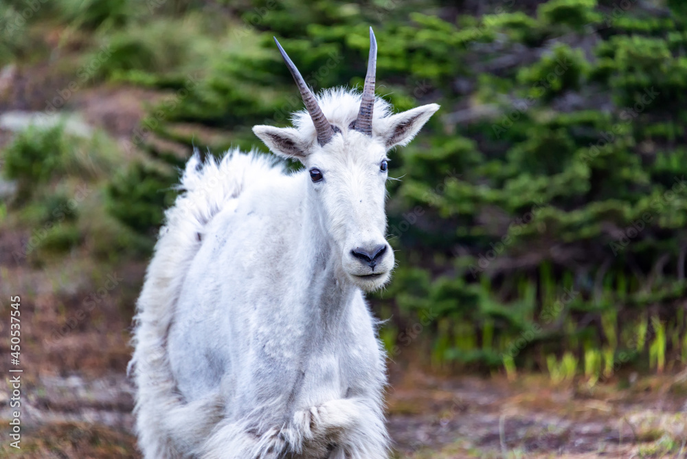 Obraz premium Mountain Goat Closeup