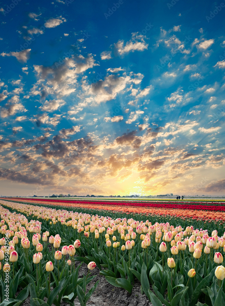Tulip field, Noord-Holland Province, The Netherlands