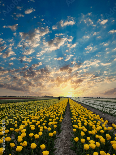 Tulip field, Noord-Holland Province, The Netherlands photo