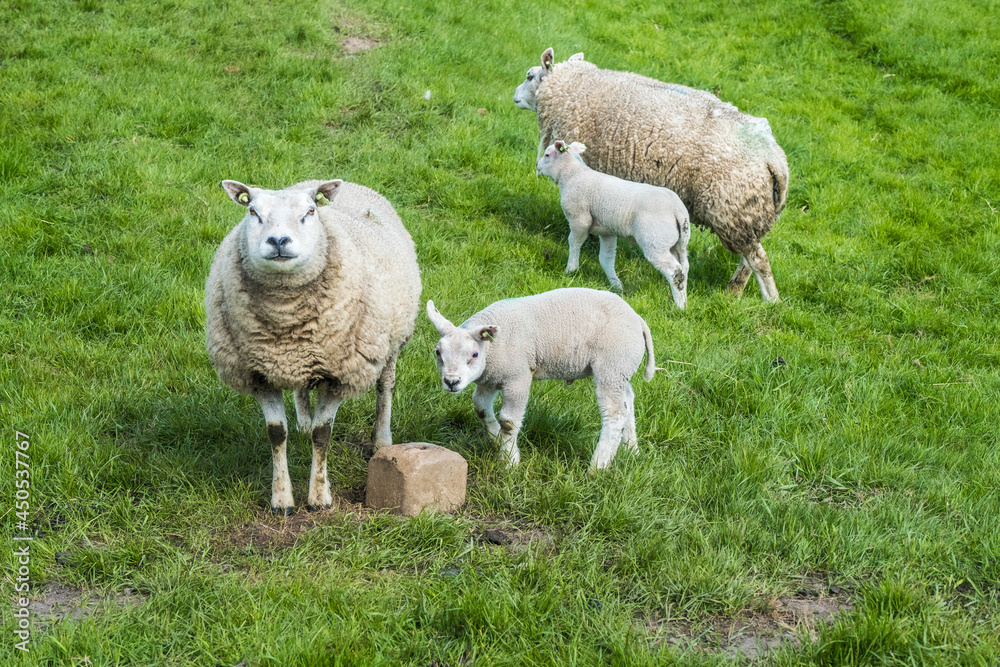 Sheep with lambs, Noord-Holland Province, The Netherlands Sheep with lambs, Noord-Holland Province, The Netherlands
