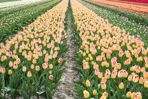 Tulip field, Noord-Holland Province, The Netherlands photo
