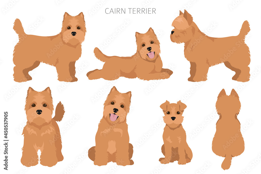 Cairn terrier clipart. Different poses, coat colors set - obrazy, fototapety, plakaty 