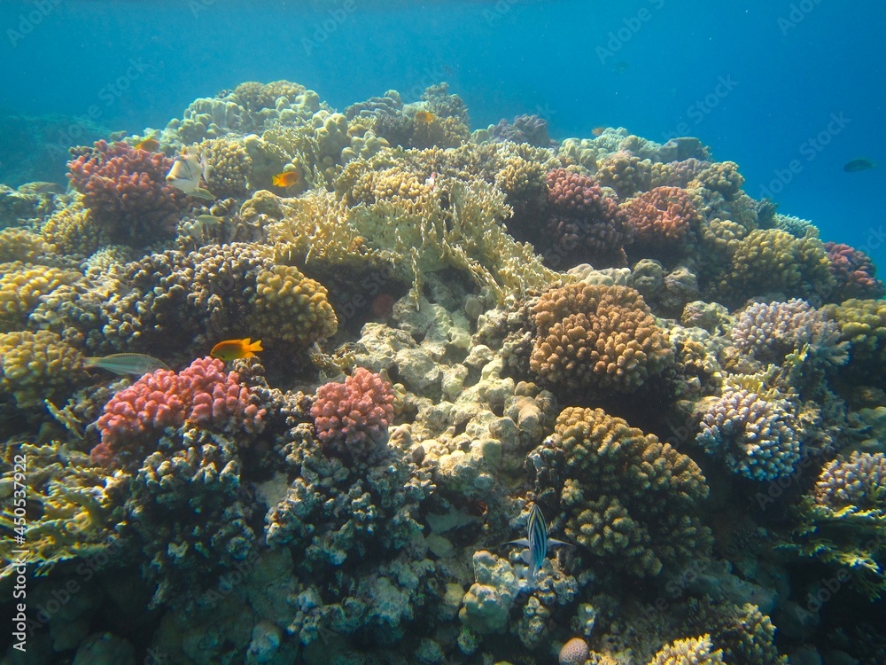 animal, aquarium, aquatic, beauty, blue, bottom, bright, colony, color, colorful, coral, coral reef, corals, dive, egypt, exotic, fish, fishes, hard coral, life, marine, marine life, nature, photograp