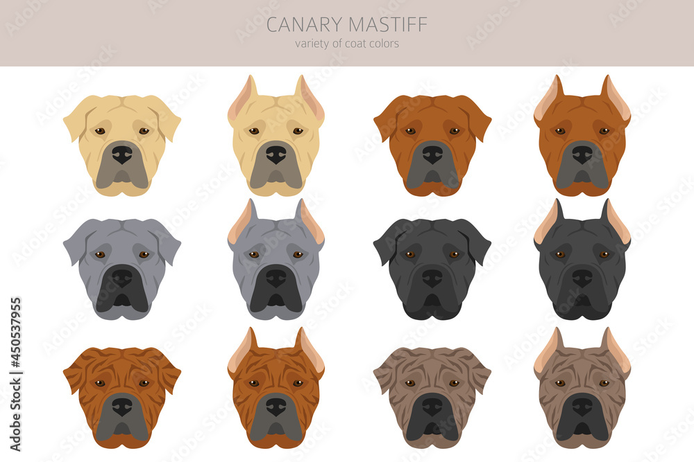 Canary mastiffs 2025