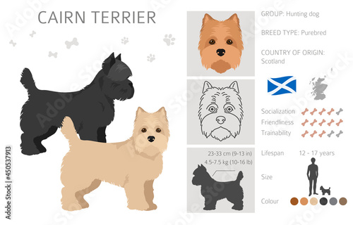 Canvastavla Cairn terrier clipart. Different poses, coat colors set
