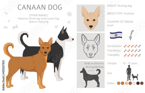 Canaan dog clipart. Different poses, coat colors set