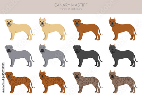 Canary mastiff clipart. Different poses, coat colors set