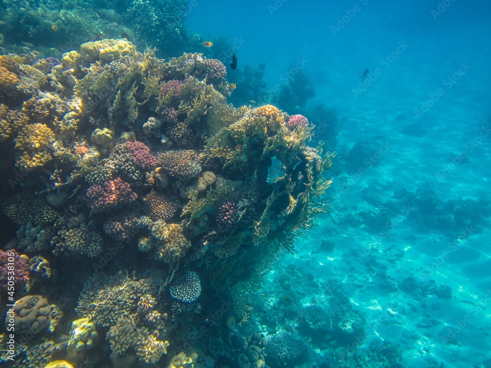 animal, aquarium, aquatic, beauty, blue, bottom, bright, colony, color, colorful, coral, coral reef, corals, dive, egypt, exotic, fish, fishes, hard coral, life, marine, marine life, nature, photograp animal, aquarium, aquatic, beauty, blue, bottom, bright, colony, color, colorful, coral, coral reef, corals, dive, egypt, exotic, fish, fishes, hard coral, life, marine, marine life, nature, photograp