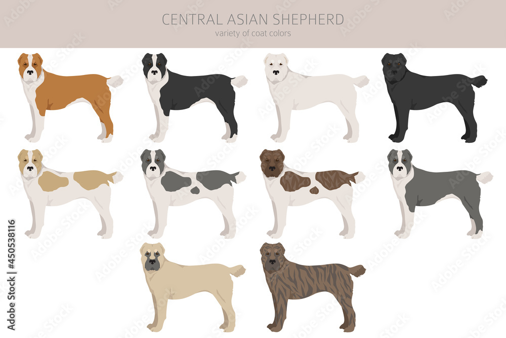 Central asian shepherd clipart. Different poses, coat colors set