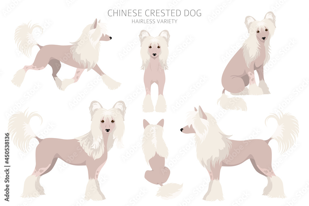 Chinese crested dog hairless variety clipart. Different poses, coat colors set Chinese crested dog hairless variety clipart. Different poses, coat colors set
