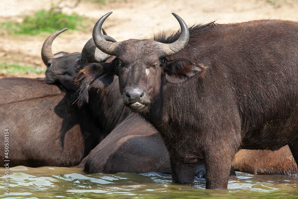 african buffalo Waterside In Uganda