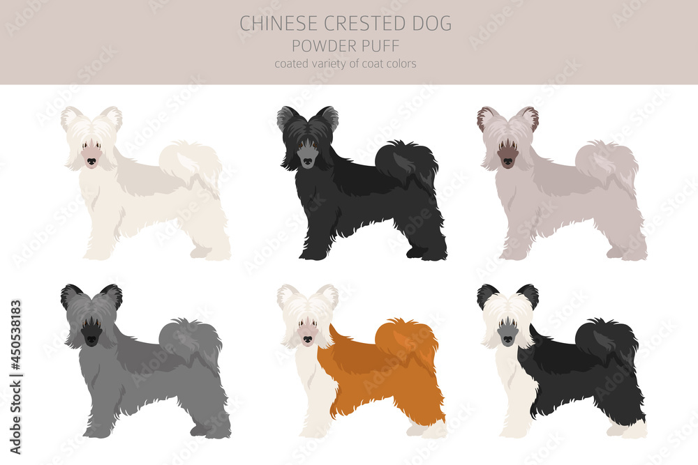 Chinese crested dog coated variety clipart. Different poses, coat colors set