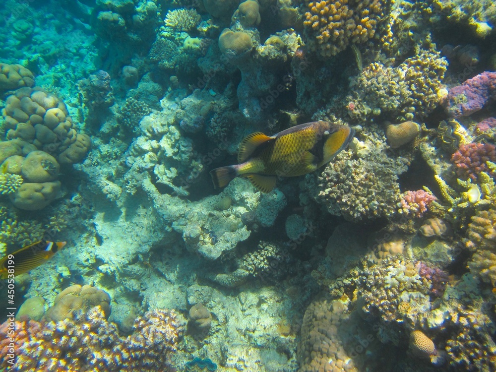 Underwater photography of the Red Sea reefs in South Sinai Underwater photography of the Red Sea reefs in South Sinai