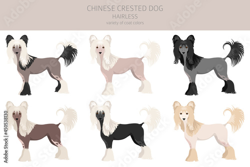 Chinese crested dog hairless variety clipart. Different poses, coat colors set