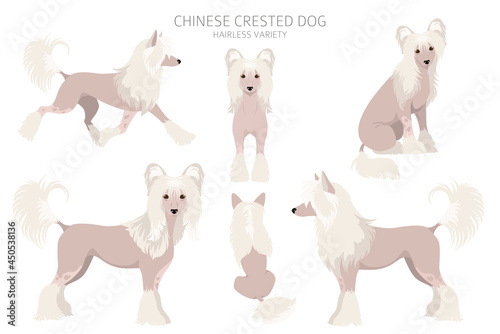 Chinese crested dog hairless variety clipart. Different poses, coat colors set