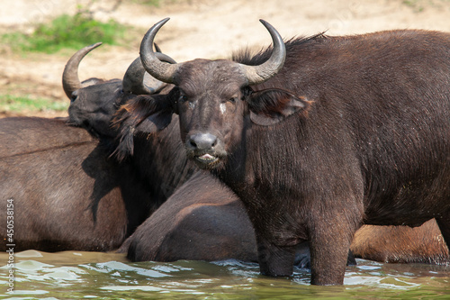 african buffalo Waterside In Uganda photo