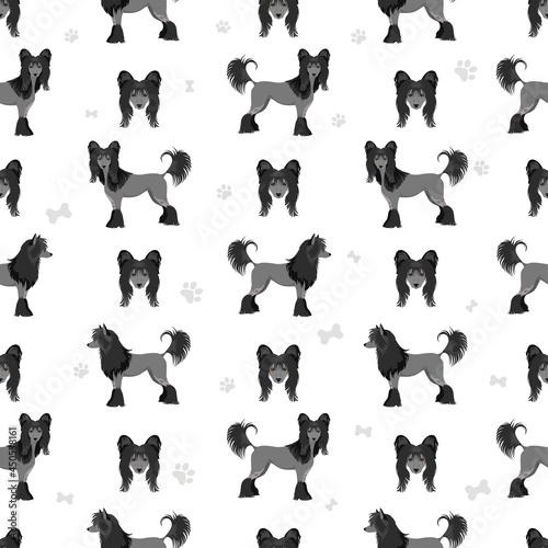 Chinese crested dog hairless variety seamless pattern. Different poses  coat colors set.