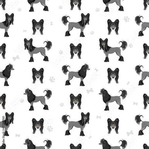 Chinese crested dog hairless variety seamless pattern. Different poses, coat colors set.