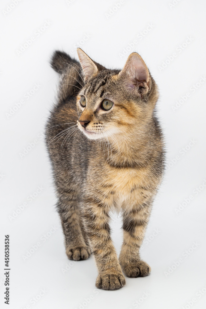 Front view of cute cat on white background