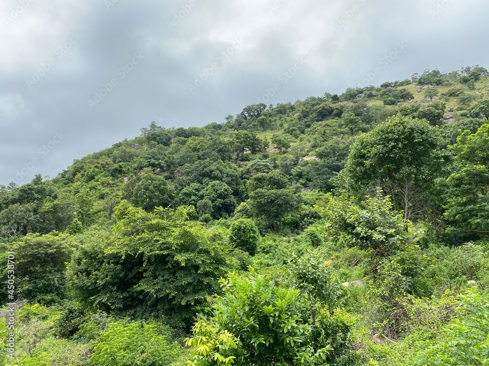 Obraz premium trees in the mountains