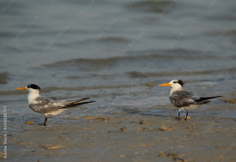 A pair of Greater Crested Tern at Busaiteen coast, Bahrain A pair of Greater Crested Tern at Busaiteen coast, Bahrain