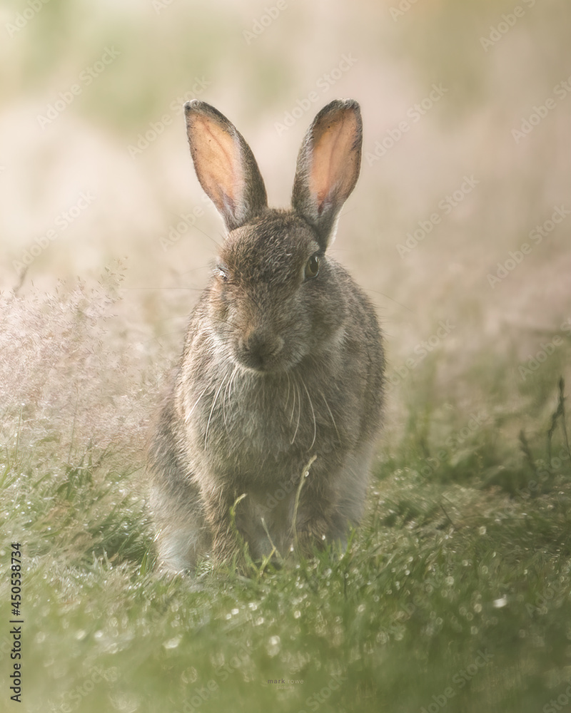 rabbit in the grass rabbit in the grass
