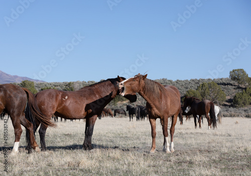 Wild Horse Stallions in the Utah Desert © natureguy