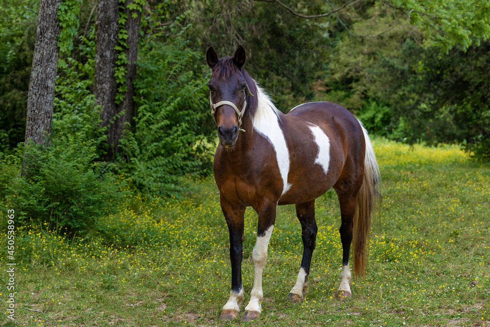 Horse in a shaded pasture in rural Tennessee Horse in a shaded pasture in rural Tennessee