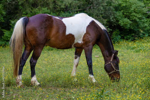 Horse grazing pasture