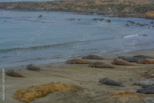 Elephant Seals on a beach of the Pacific Ocean in California 