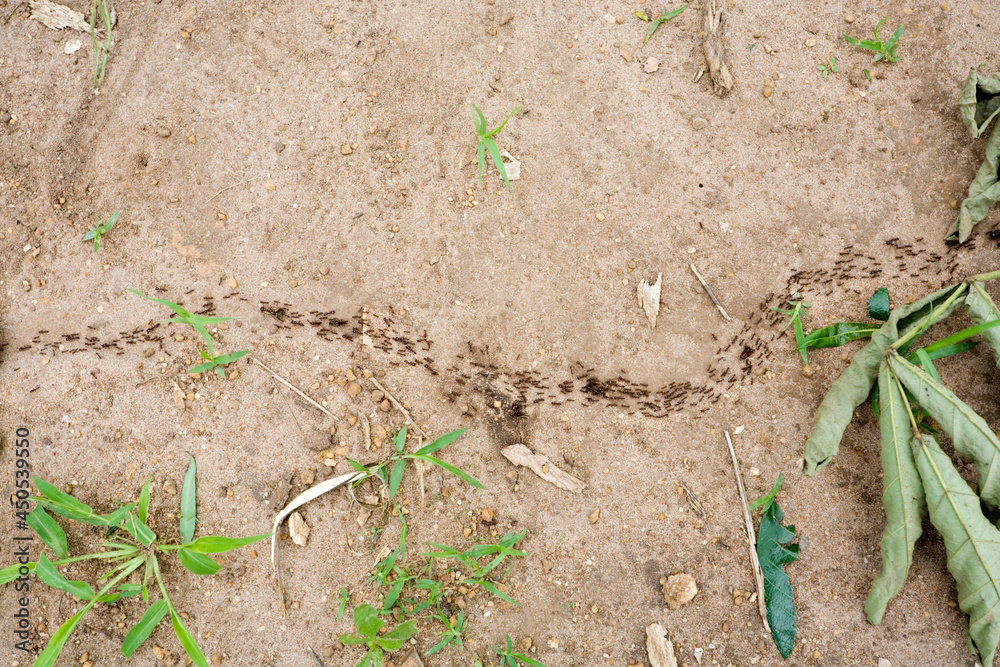 Column of ants in Mombala (Mambala) village, Malawi