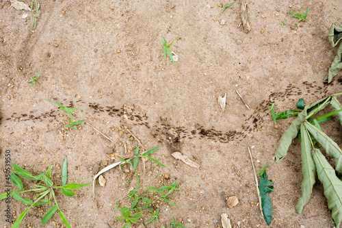 Obraz na płótnie Column of ants in Mombala (Mambala) village, Malawi w salonie
